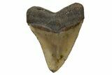 Serrated, Fossil Megalodon Tooth - North Carolina #345668-2